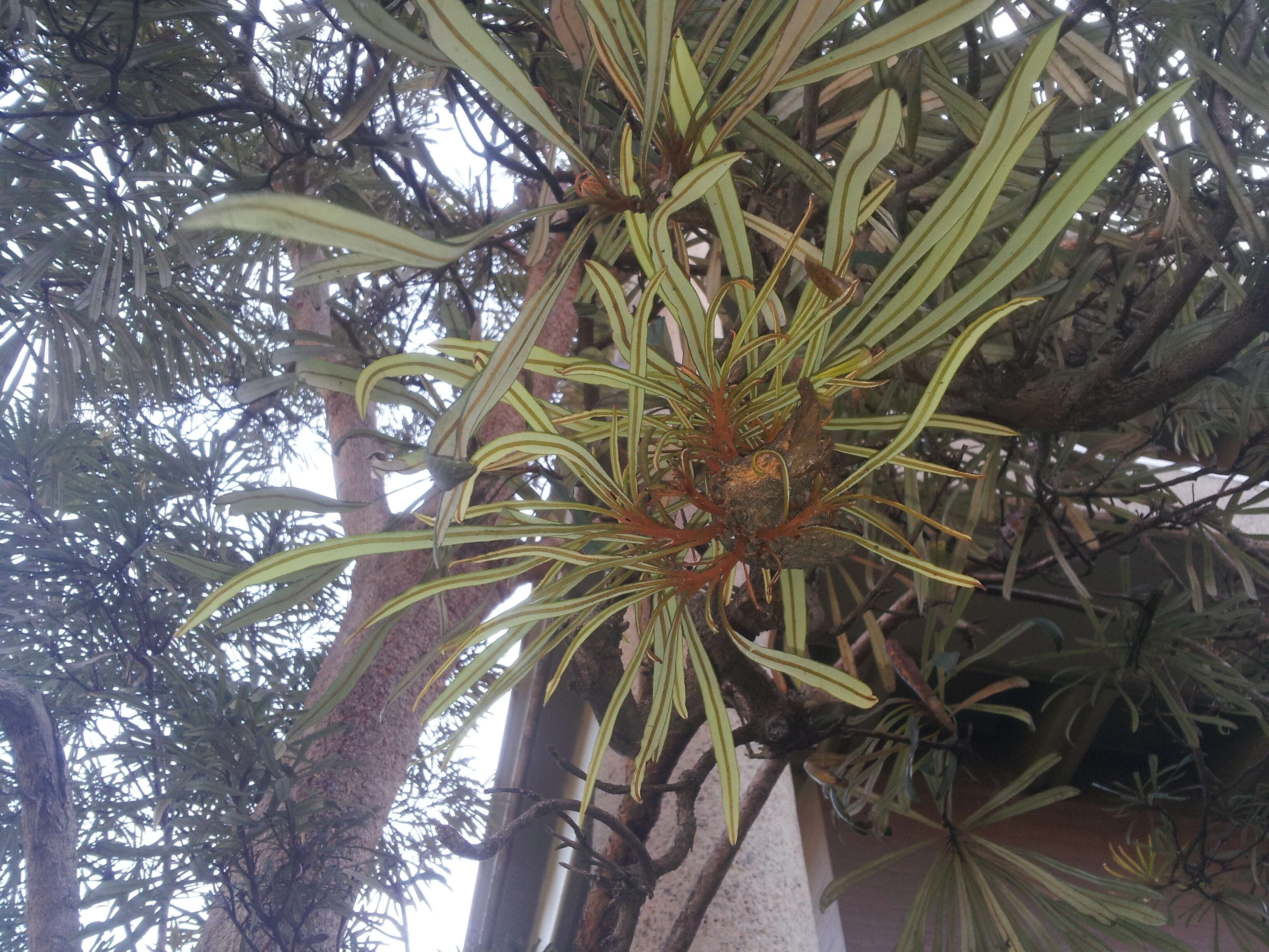 Image of northern banksia