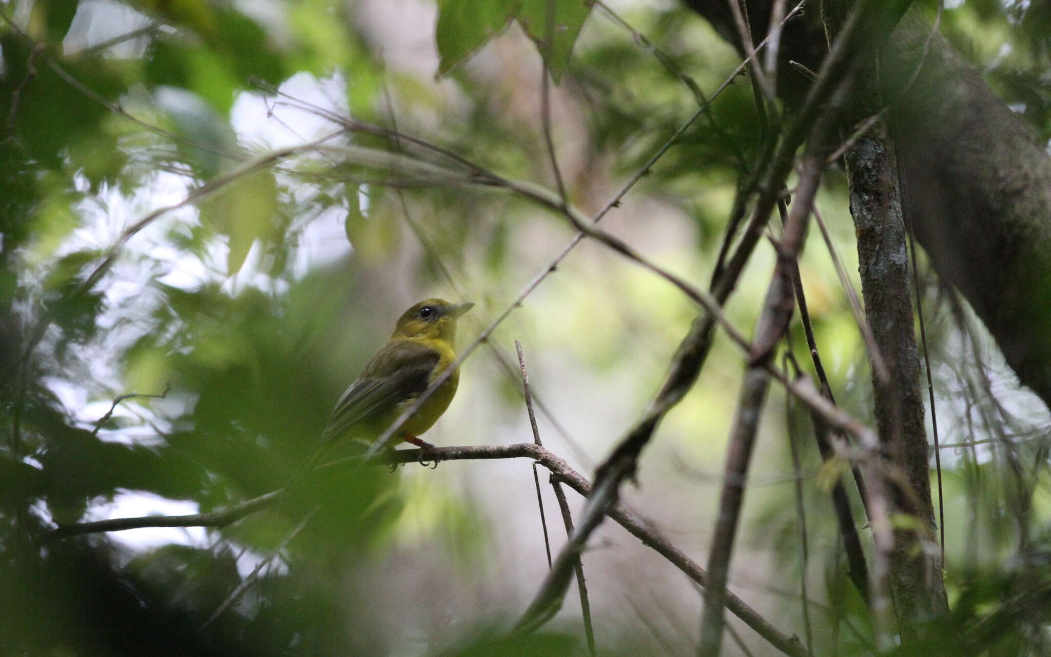 Imagem de Pachycephala hypoxantha (Sharpe 1887)