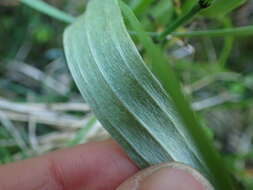 Plancia ëd Antennaria pulcherrima (Hook.) Greene