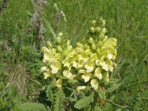 Image of Pedicularis kaufmannii Pinzger