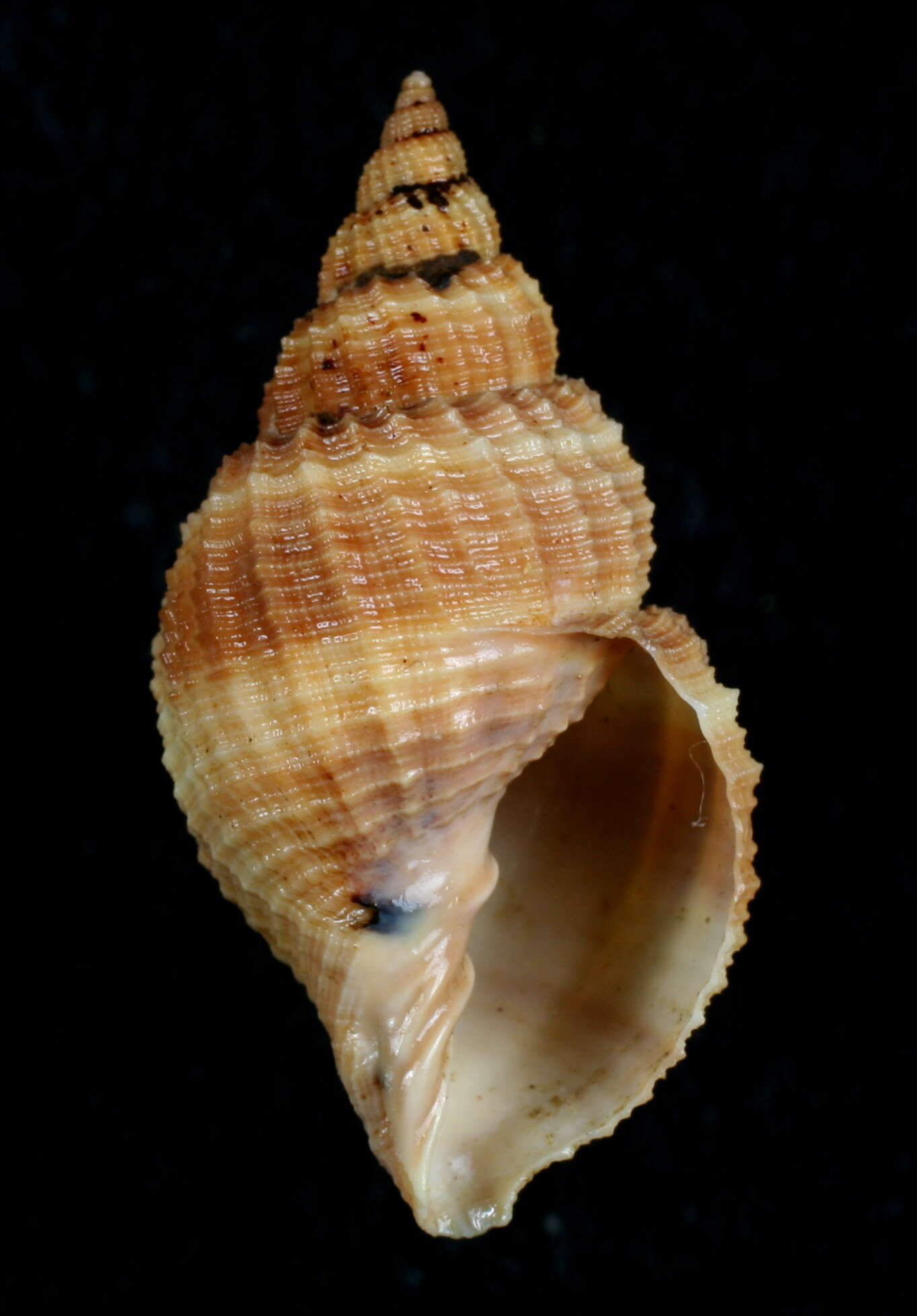 Image of Merica laticosta (Löbbecke 1881)