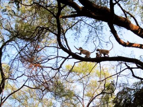 Image of Dussumier's Malabar Langur