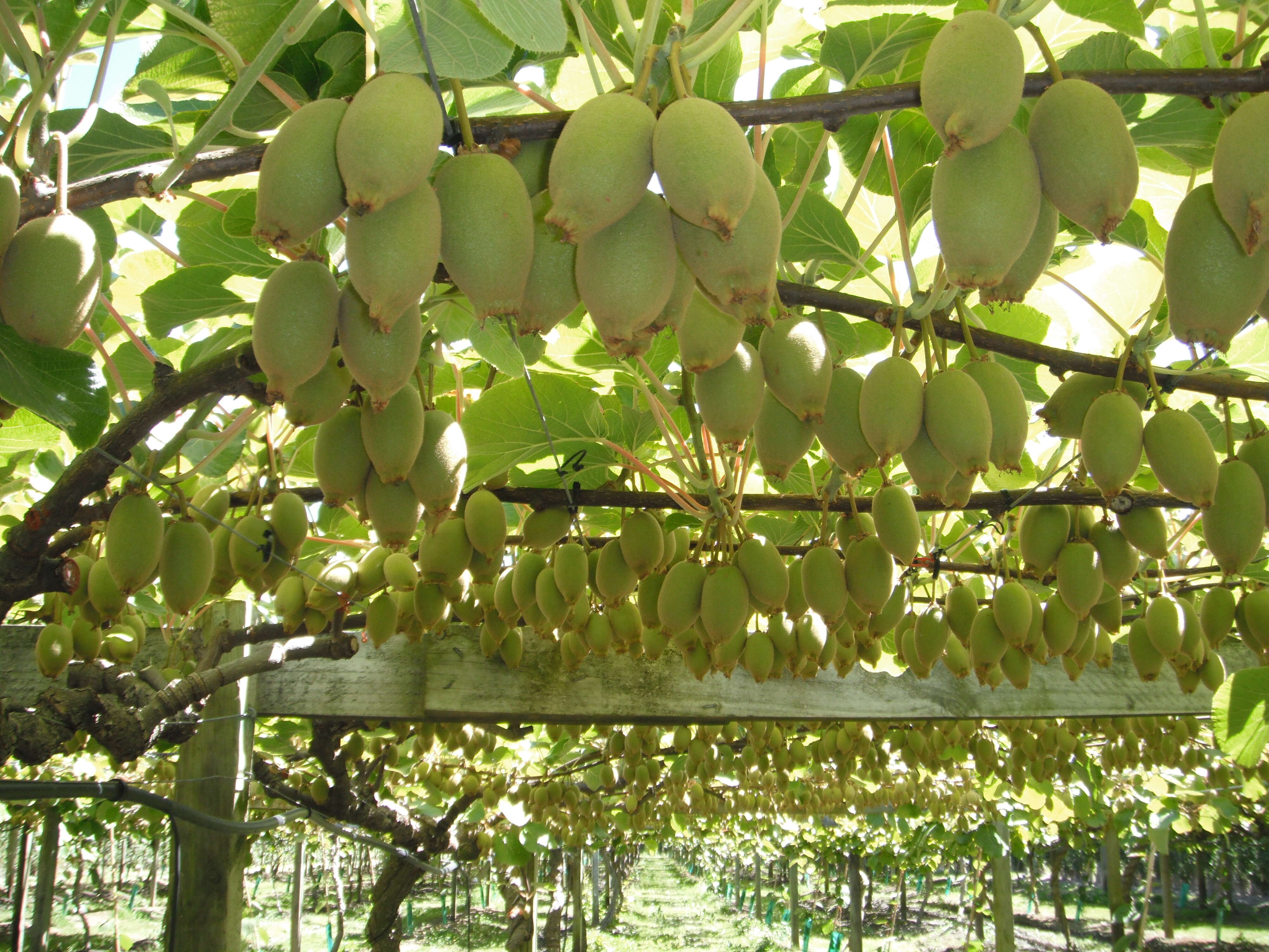 Image de Actinidia chinensis var. hispida C. F. Liang