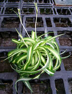 Image of Ribbon Plant