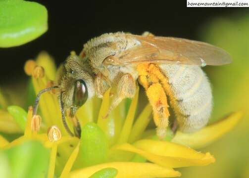 Image of Halictus pseudovestitus Blüthgen 1925