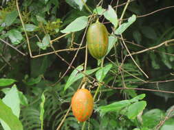 Image of Trichosanthes cucumeroides (Ser.) Maxim.