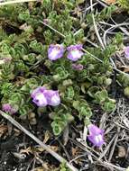 Image of Scutellaria nummulariifolia Hook. fil.