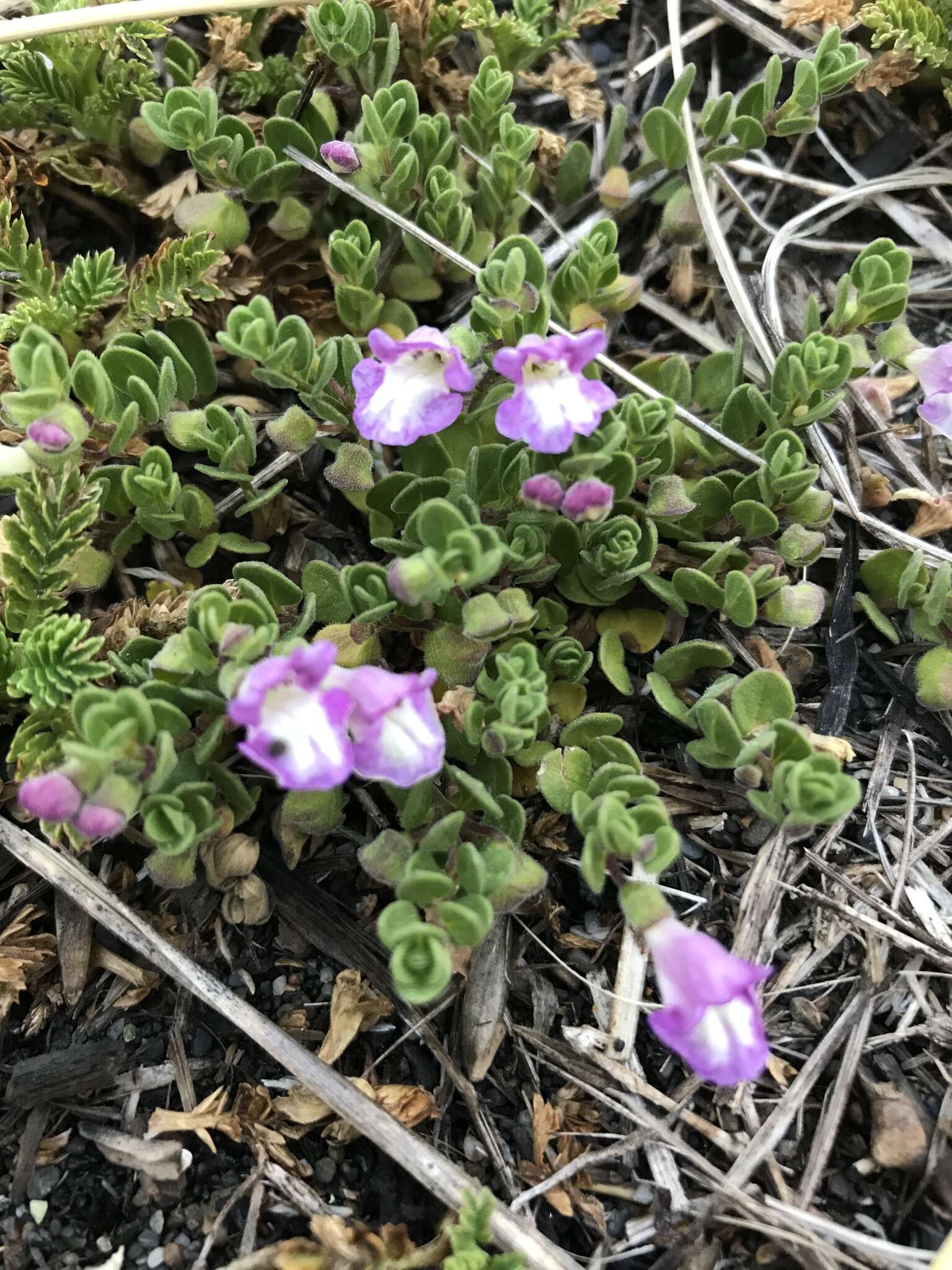 Sivun Scutellaria nummulariifolia Hook. fil. kuva