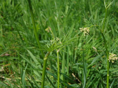 Image de Conopodium