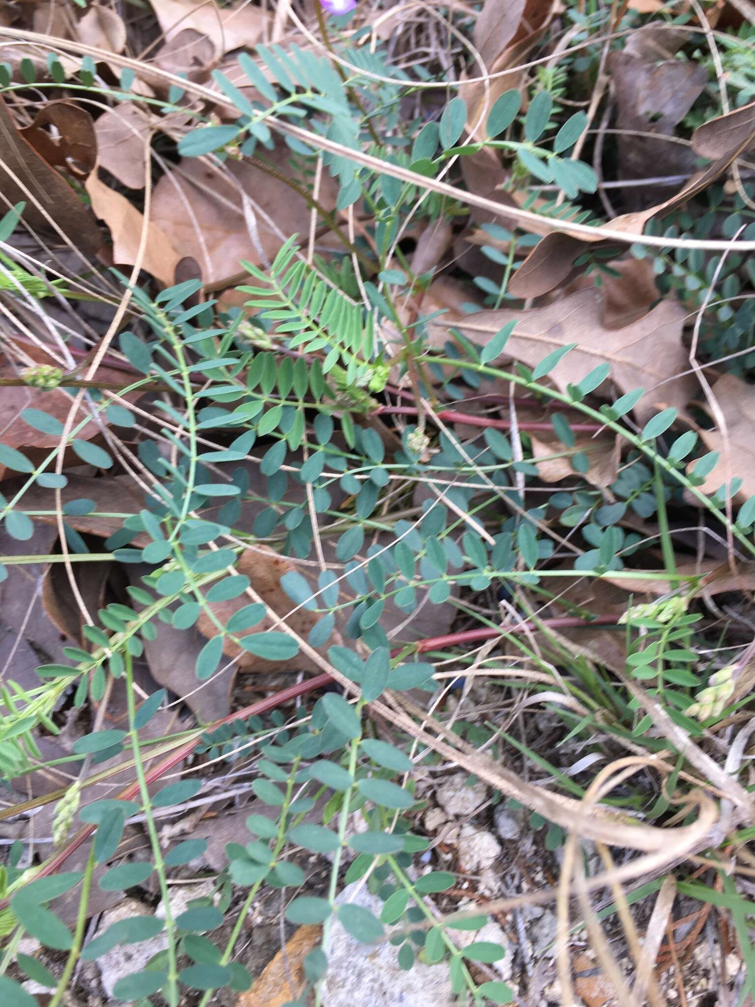 Image of Ozark milkvetch