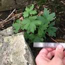 Imagem de Aconitum noveboracense A. Gray ex Coville