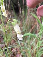 Image of Oklahoma beardtongue