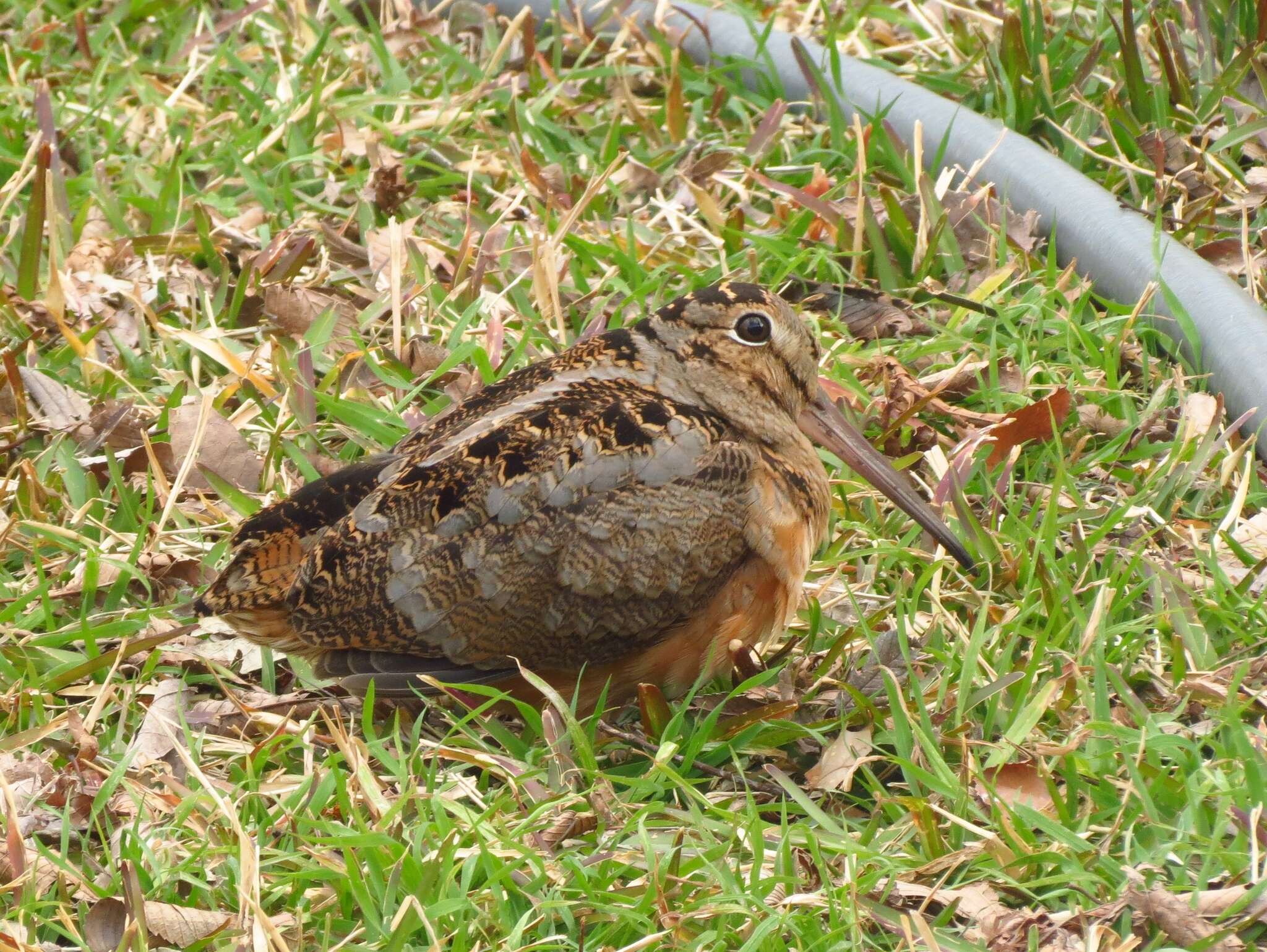 Image of Woodcock