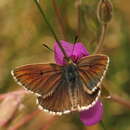 صورة Aricia morronensis (Ribbe 1910)