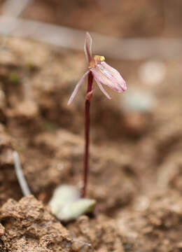 Image of Cyrtostylis oblonga Hook. fil.