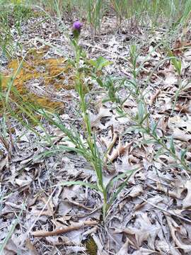 Image of Ontario blazing star