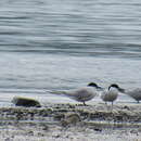 Sterna hirundo longipennis Nordmann 1835的圖片