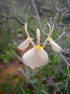 Image of Moraea amabilis Diels