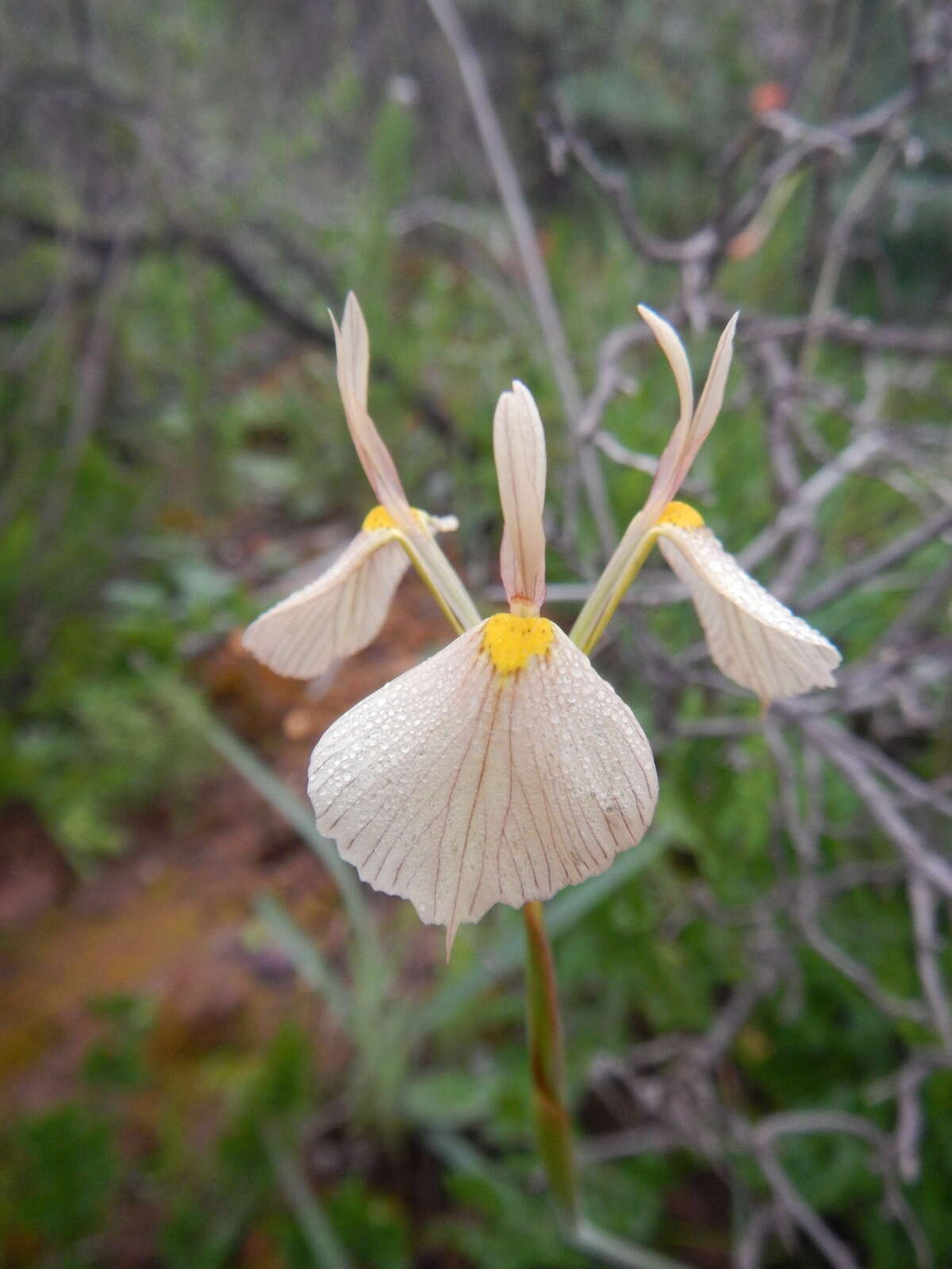 Image of Moraea amabilis Diels