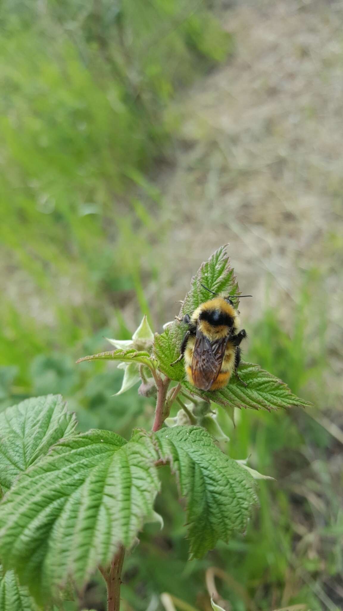 Sivun Bombus centralis Cresson 1864 kuva