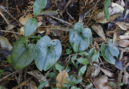 Image of Asarum rigescens var. brachypodion T. Sugaw.