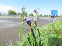 Image of Sisyrinchium platense I. M. Johnst.