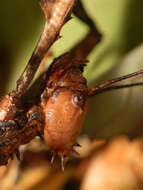 Image of giant stick insect