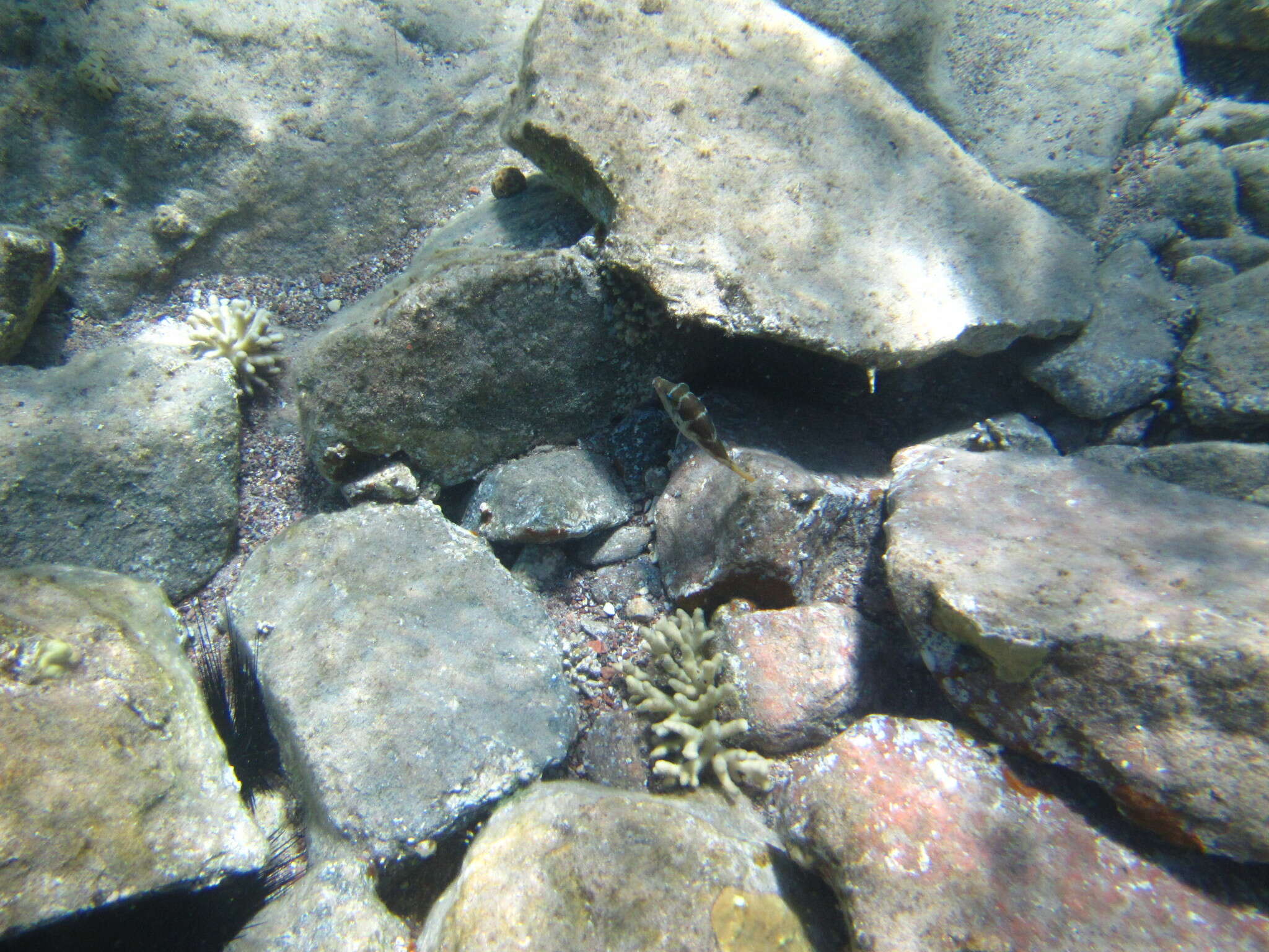 Image of Blue-spotted toby