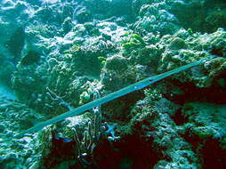 Image of Bluespotted cornetfish