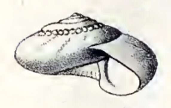 Image of Microgaza Dall 1881