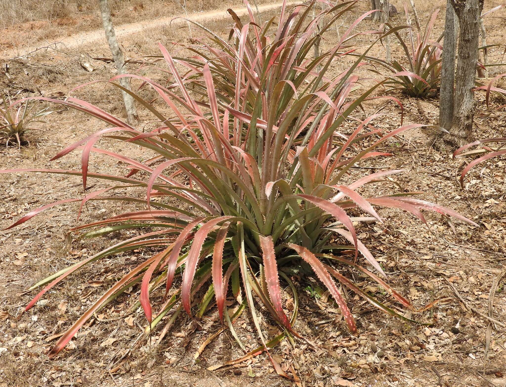 Image of Bromelia hemisphaerica Lam.