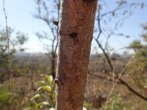 Image of Ozoroa engleri R. & A. Fernandes