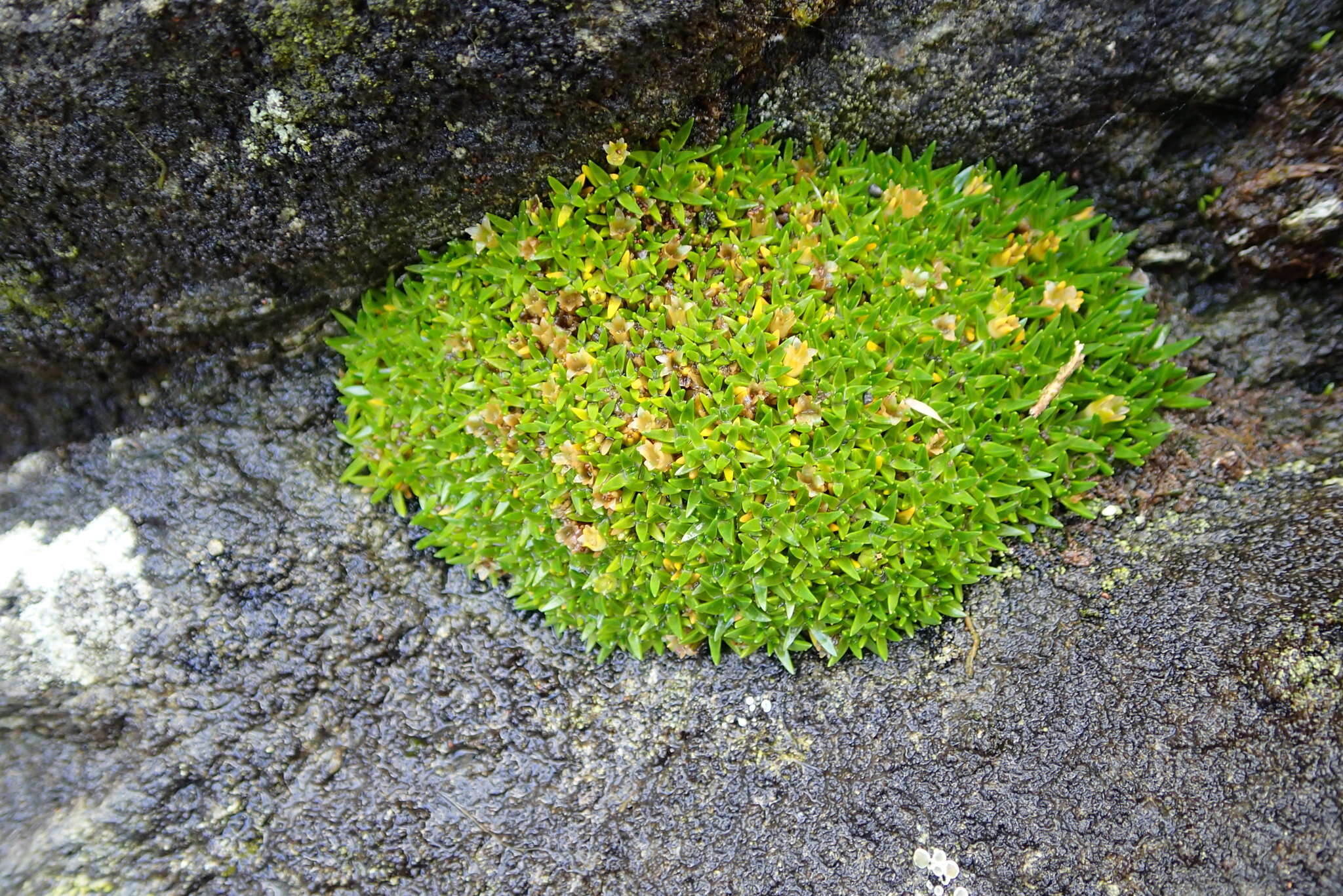 Image of Colobanthus muscoides Hook. fil.