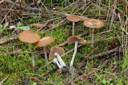 Psilocybe cyanescens Wakef. 1946的圖片