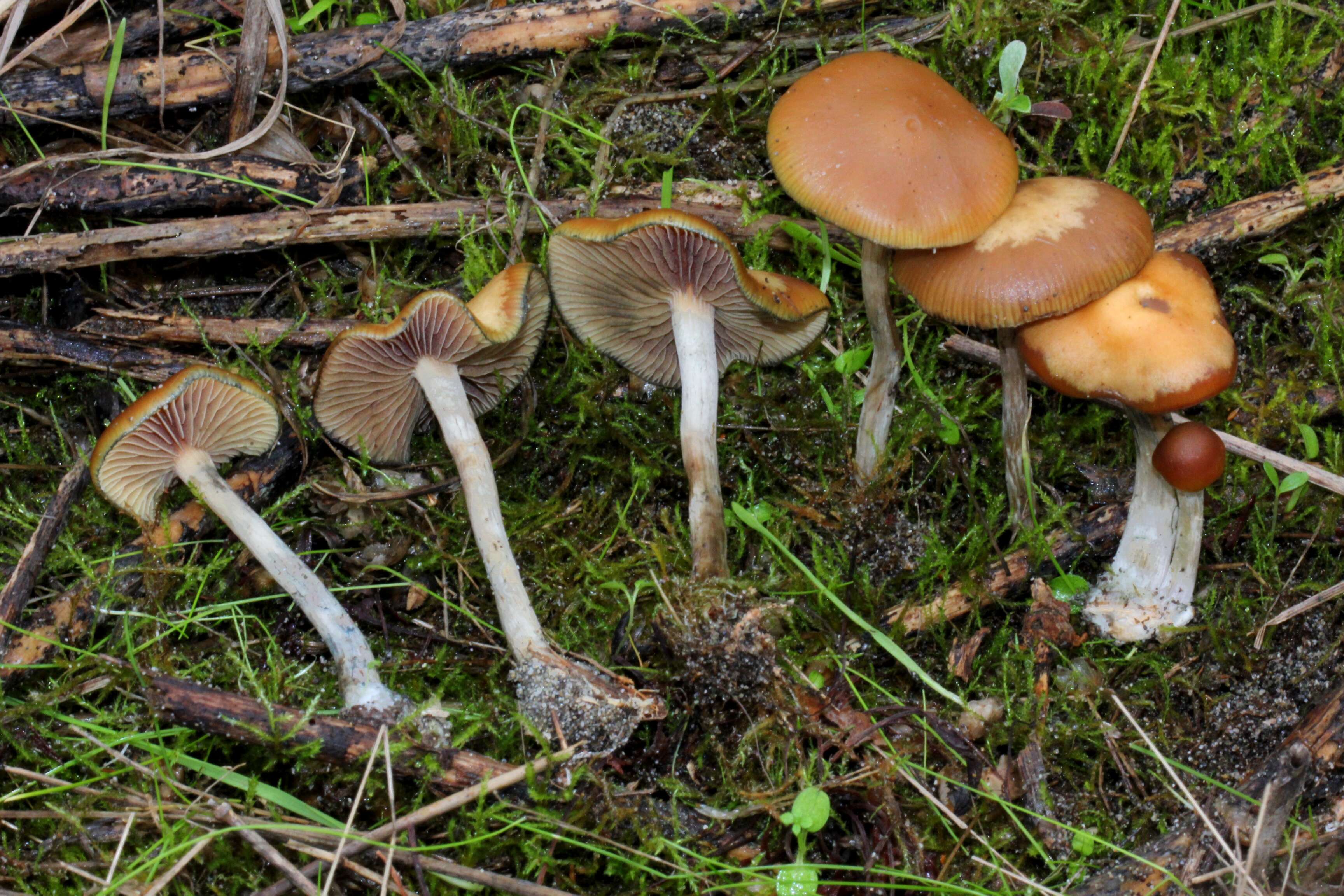 Psilocybe cyanescens Wakef. 1946的圖片