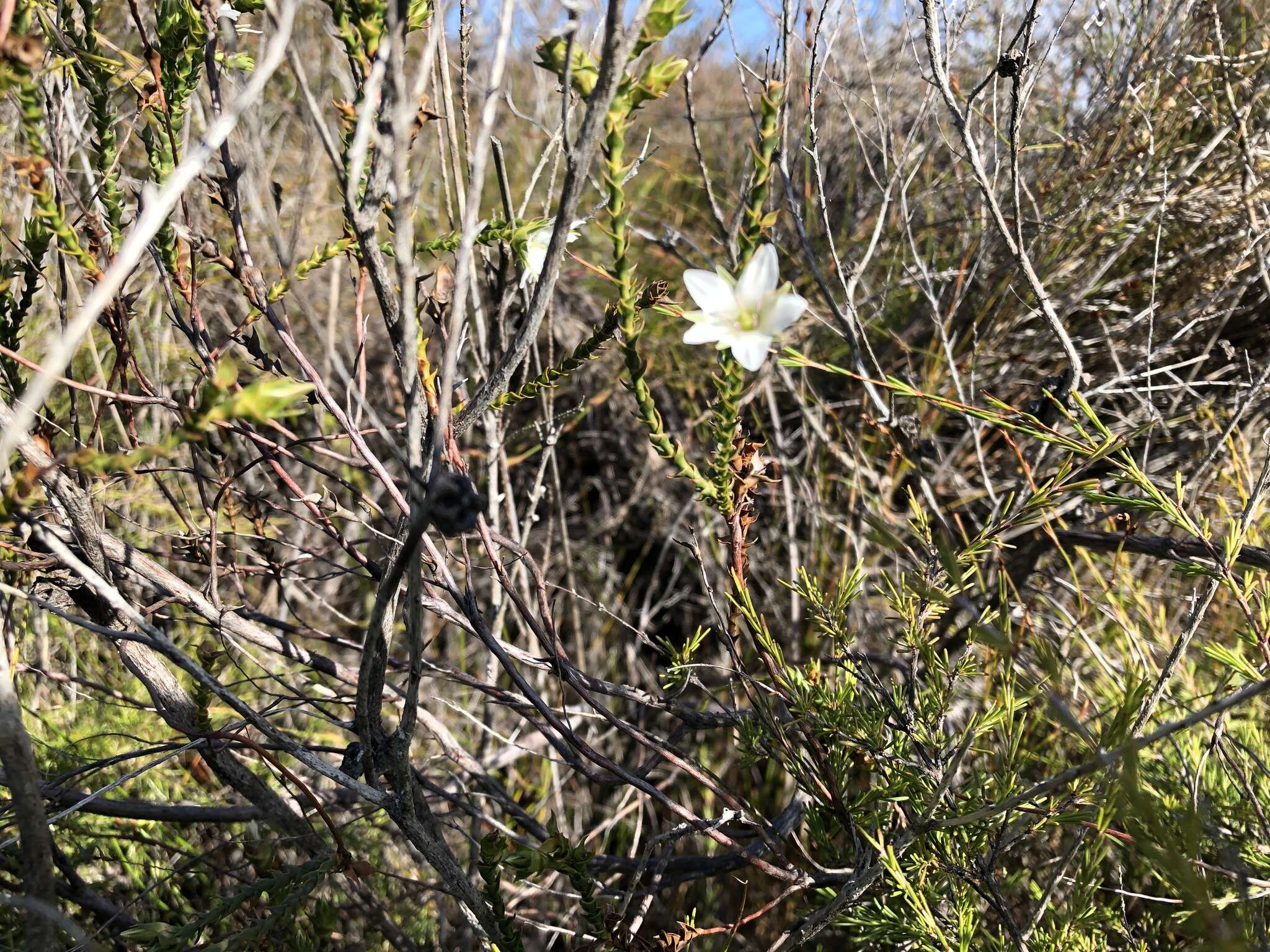 Image of Sprengelia sprengelioides (R. Br.) Druce