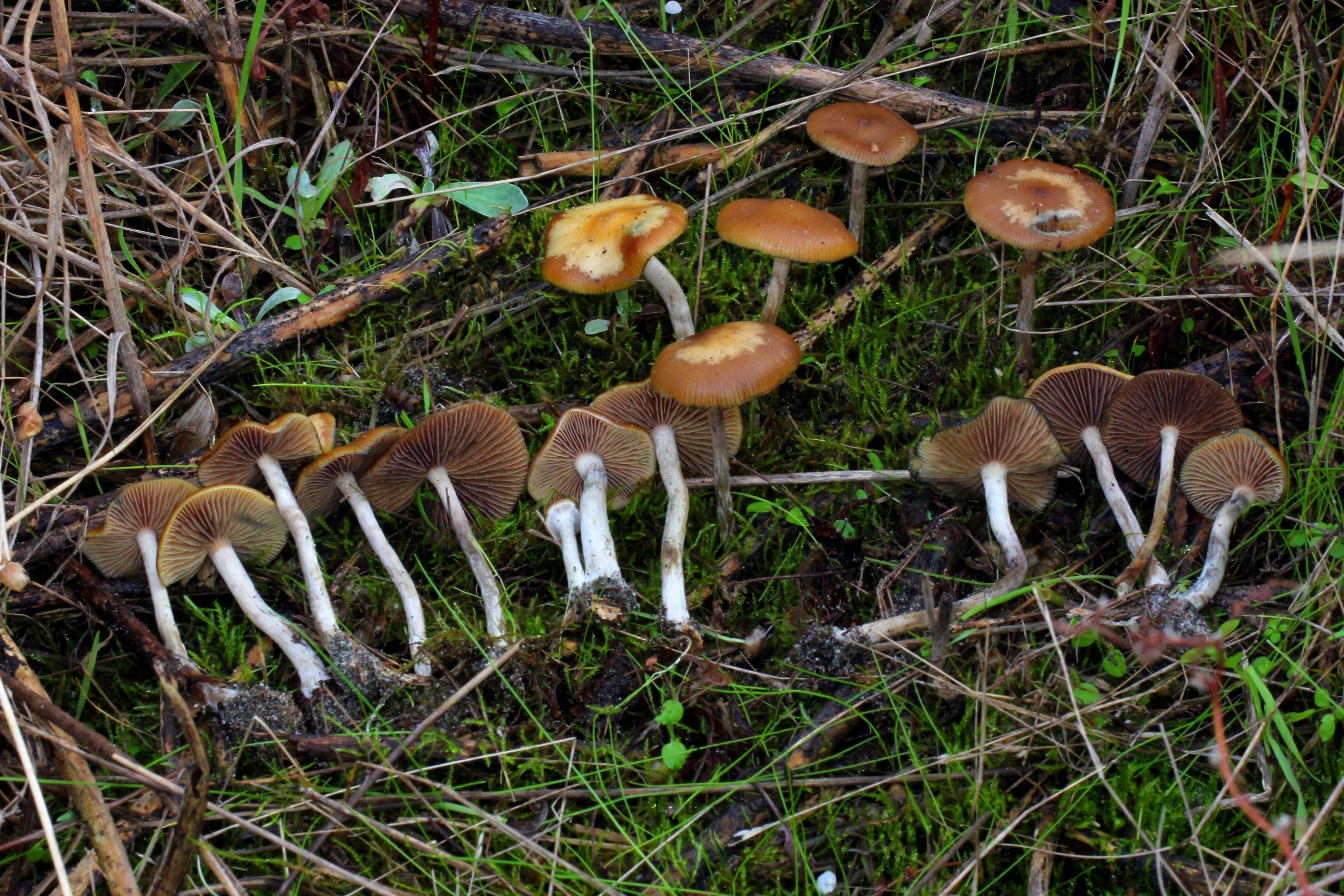 Psilocybe cyanescens Wakef. 1946的圖片