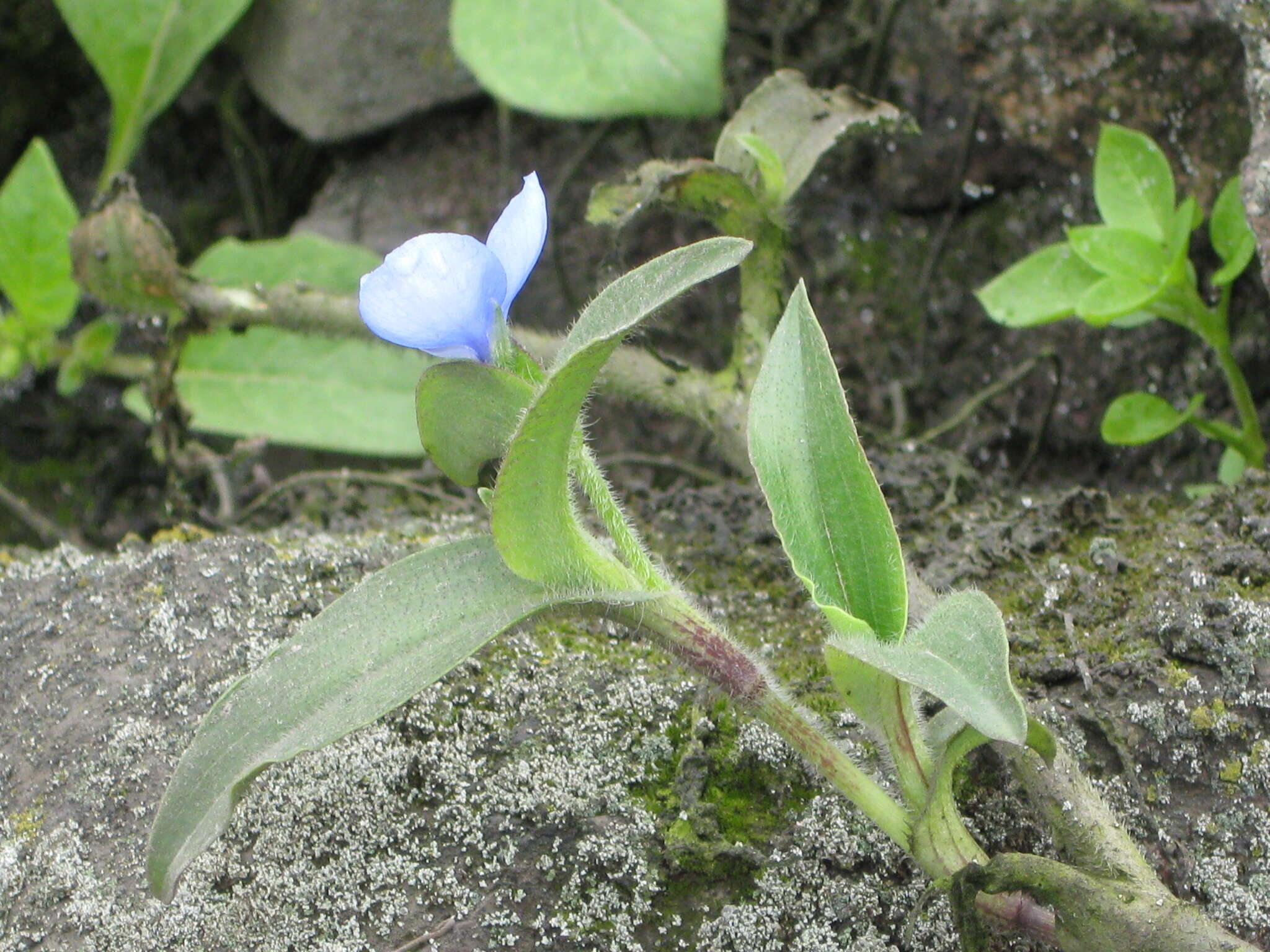 Image of Commelina fasciculata Ruiz & Pav.