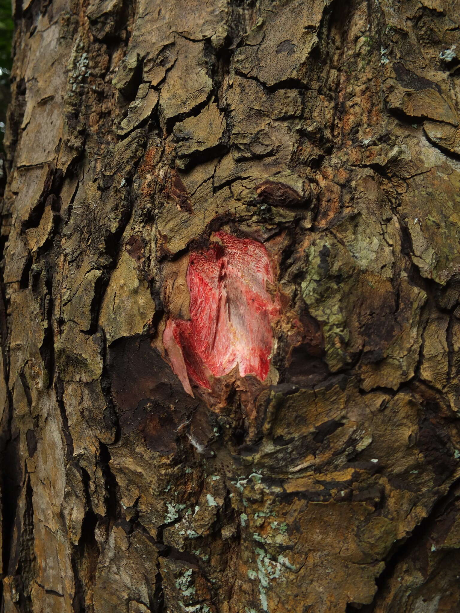 Image of Calophyllum pascalianum B. R. Ramesh, Ayyappan & De Franceschi