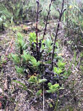 Image of Crassula ciliata L.