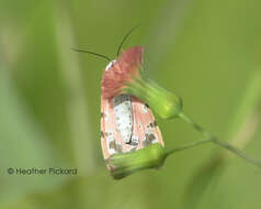 Image of Ornate Bella Moth