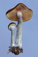 Psilocybe cyanescens Wakef. 1946的圖片