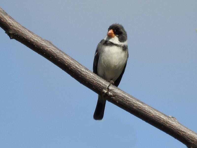 Image of White-throated Seedeater