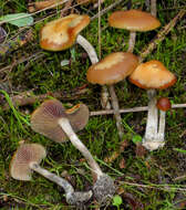 Psilocybe cyanescens Wakef. 1946的圖片