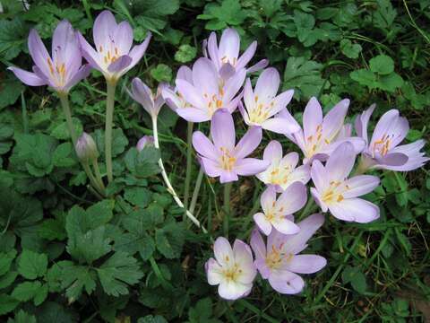 Image of Autumn crocus