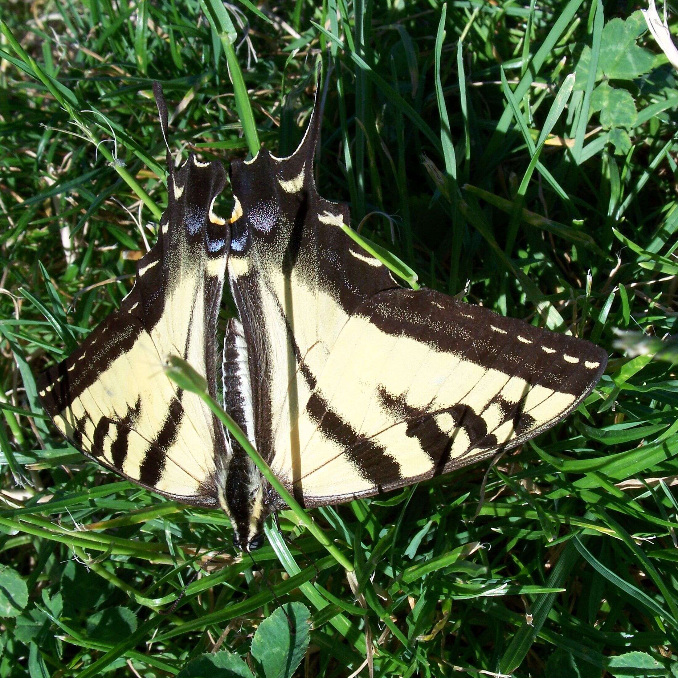 Image of Western Tiger Swallowtail