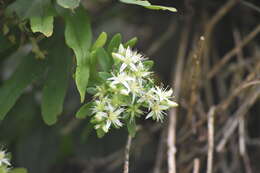 Imagem de Sedum tortuosum Hemsl.