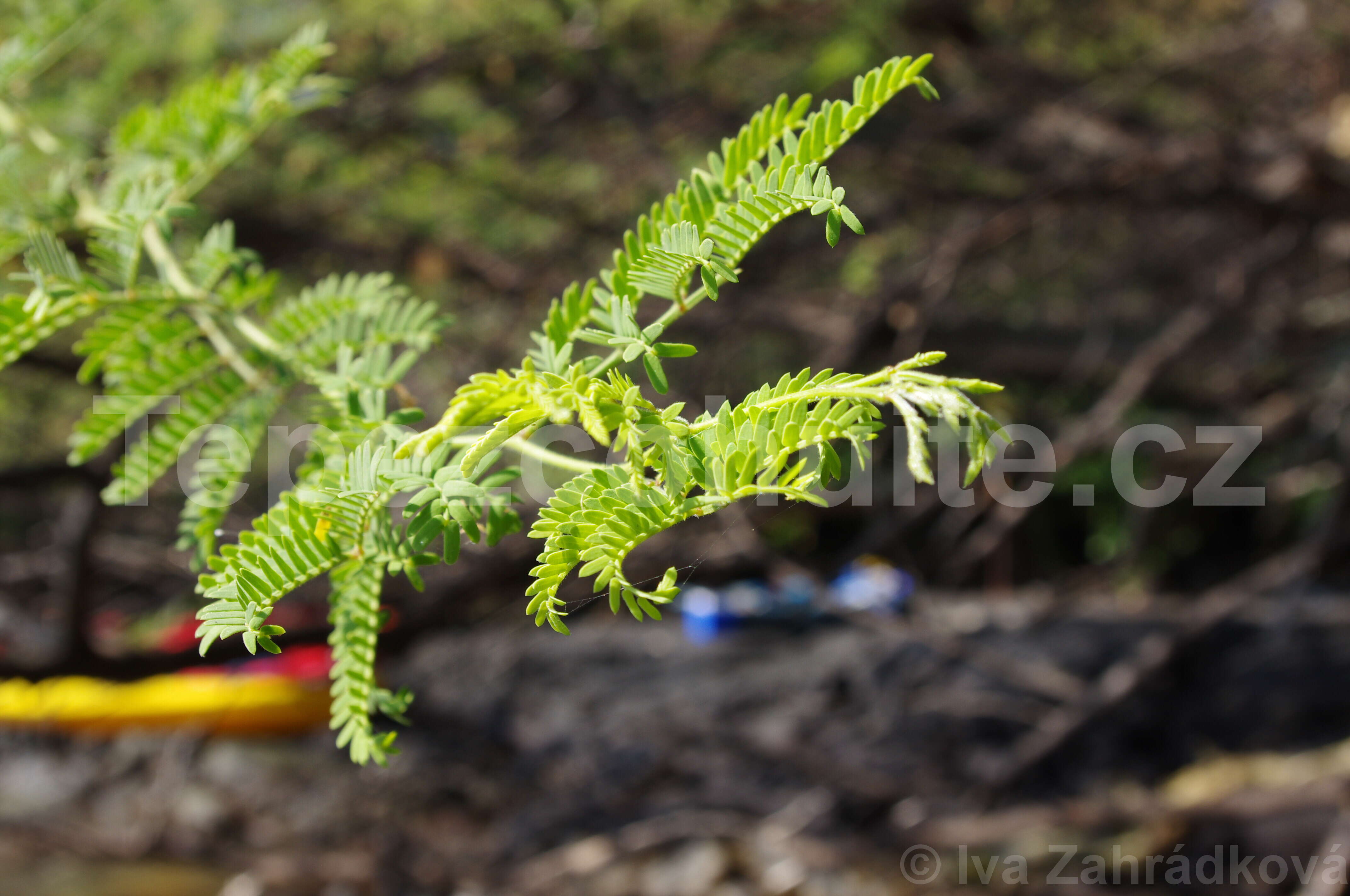 Mimosa tenuiflora (Willd.) Poir. resmi