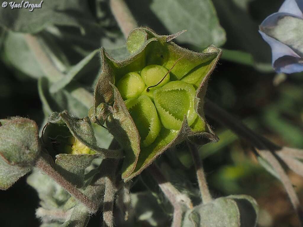 Image of Trichodesma boissieri Post