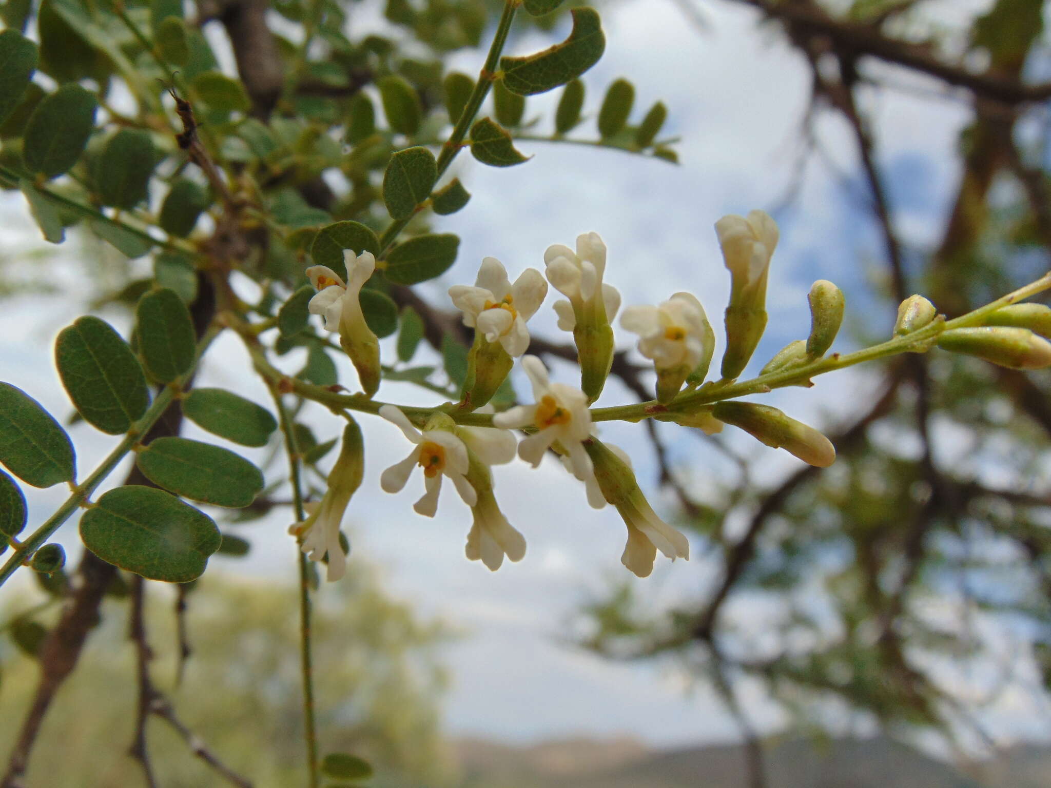 Image of Eysenhardtia punctata Pennell